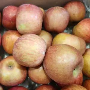 청송 꿀 사과 5kg 24과내외 중대과 못난이사과 청송 부사 사과 청송사과 햇사과 햇부사 사과 흠사과