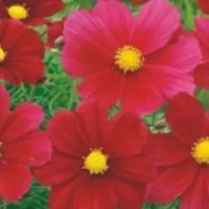 코스모스씨앗 꽃씨 종자 레드코스모스종자 레드코스모스꽃씨 (WFJ7CUO)