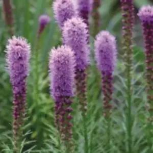 리아트리스씨앗 야생화 여름꽃 여름용리아트리스 야생화씨앗 (WFJ7I42)