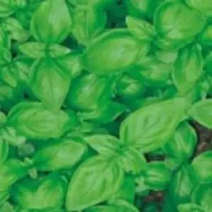 50립꽃씨 허브종자 허브씨앗 꽃씨 바실 허브바실씨앗 (WFKBYRH)