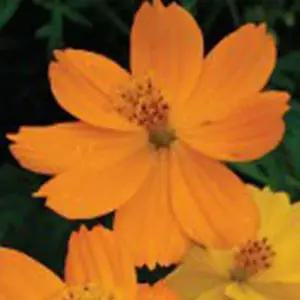 야생화씨앗 황코스모스 혼합 꽃씨 1리터 혼합종자 혼합꽃종자 (WFKBYRU)