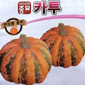 특색있는 관상용 카투호박 씨앗 호박 종자