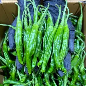 안 매운 꽈리고추 특A급 1kg,2kg,4kg