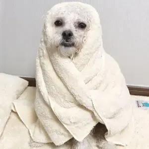 반려견 드라이 수건 베이지 중형 1P 몬스터 펫타올 WC418A6