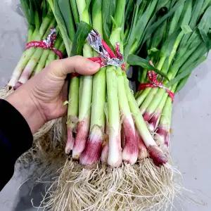 남해 제주 햇 노지 (비세척)풋마늘 1kg