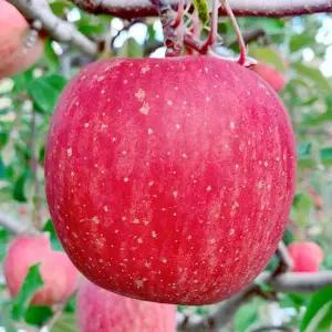 [밋앤밀] 풍기금계농장 GAP 고당도 정품 미얀마 부사사과 2kg 대과(5-6과)