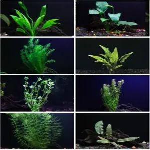 30개 이상의 줄기 8종 아나차리스 아마존 로탈라 루드비히아 등!