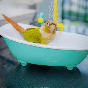 앵무새 수영장 싱크대 욕조 대형견욕조 깊이 취모대 풀장 스텐 깊이35 세면대수도꼭지