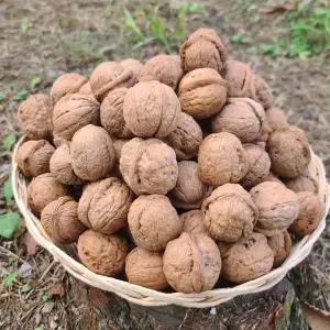 국산 햇 껍질째 통 호두 알곡 영동산 토종 견과류 망치증정 선물포장 1kg