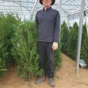 측백나무 묘목 조선측백 준공용 울타리 H1.0-1.2m전후 분묘