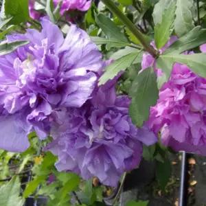 묘목/무궁화 겹꽃무궁화/프렌치카바레퍼플 삽목 2년 포트묘  KJ396