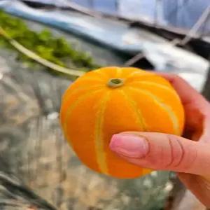 성주꿀참외 못난이 박스포함10KG이상