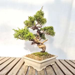 명품 향나무 사어천 진백 도자기 분재 사리간 나무 반려 식물 인테리어 화분