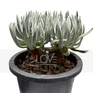 두들레야에듈리스(중품) 다육이 식물키우기 인테리어 소품 플랜테리어