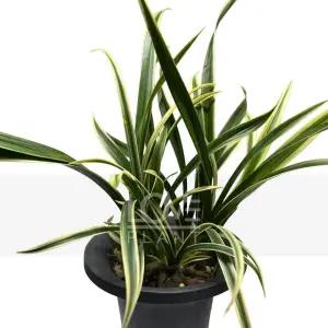 천금 동양란 복륜 중투 무늬난 식물키우기 난초 식물키우기 인테리어