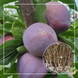 서울농원묘목/왕피자두 나무 자두 묘목 3년생 분묘 여름과일 수분수