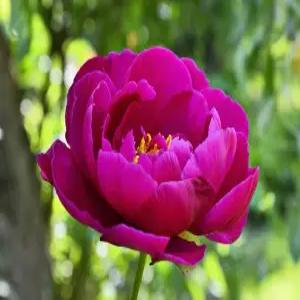 목단묘목 모란 꽃나무 빨강목단 유실수 약용수 조경수 꽃나무(TB)