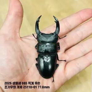 왕사슴벌레 865직계후손 77.8mm