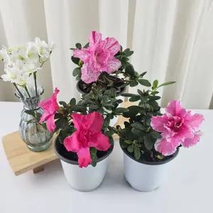 꽃집아가씨 1+1+1 철쭉 아잘레아 서양철쭉 생화 화분 공기정화식물 봄꽃