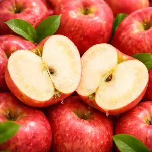 경북 청송 고당도 황금 햇 부사 가정용 사과 10KG 대과