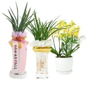 취임난 개업식 승진난 축하난 축하선물 바로플라워 동양란 서양란