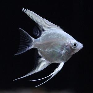 플래티넘 화이트 엔젤 피쉬 [4마리] 열대어 관상어 마리아쿠아