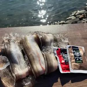 남해안 자연산 붕장어 1kg 2-4미 손질 후 550g 내외 바다장어 생물 신선 남해안 통영 영양만점 몸보신 구이 손질 소스포함