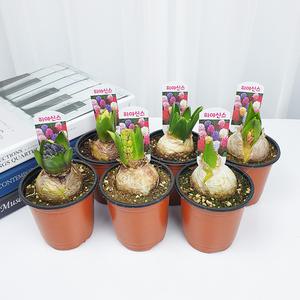 (자체생산6COLOR)히아신스 6개 기획세트 색상골고루발송 생화 향기좋은 봄꽃 수경재배 추식구근 노지월동