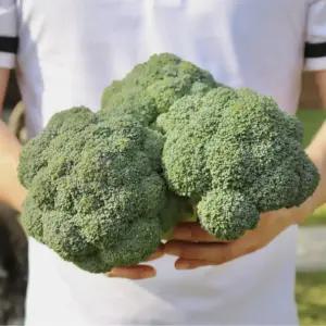 농산물마루 특품 햇 브로콜리 1kg 2kg