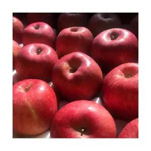 봉화 산지직송 꿀사과 부사 5kg 10kg 고당도 아침 사과 가정용 선물용