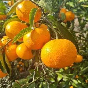 제주감귤 못난이 노지감귤 10kg 소과(2S/S)