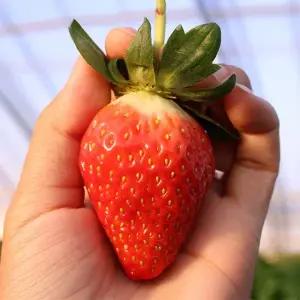 산청 알찬 초이스 딸기 대과 750g (30과)