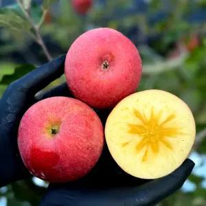 [마지막물량] 얼음골 부사 사과 고당도 꿀사과 가정용 선물용 [특품 선물용 중대과 3kg]