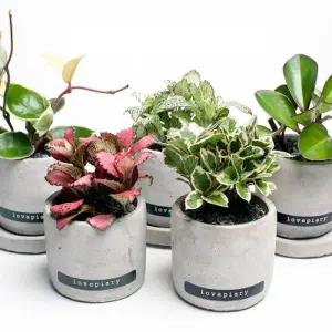 [텐바이텐]책상에 놓기 좋은 실내공기정화식물 미니시멘트화분