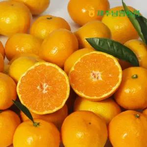 산지직송 제주남원농협 곱들락 고당도 비가림 감귤 로얄과 4.5kg (실중량)