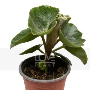 멕시코베고니아 온실성식물 실내원예 소품 관엽 공기정화식물 초화