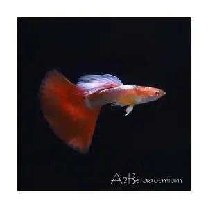 [에이투비]알비노 파스텔 레드 구피 / 준성어 / 한쌍