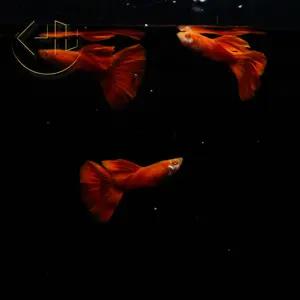 알비노 풀레드 구피 (열대어, 관상어,알풀)