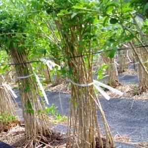 구기자나무묘목 왕구기자나무