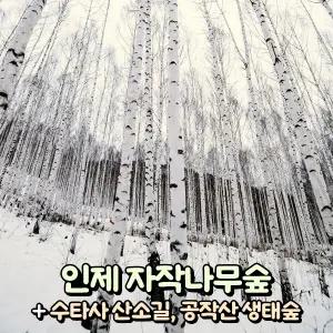 [강원] 인제 원대리 자작나무숲+홍천 수타사(산소길) 당일여행 / 트레킹 / 서울경기出