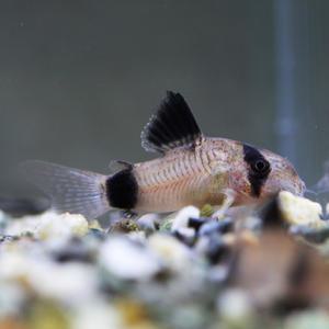 열대어 관상어 청소물고기 / 코리도라스 팬더 [2마리]