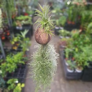 코코넛이오난사수염틸란드시아 이오난사 수입식물 희귀식물 유칼립투스 몬스테라  69S