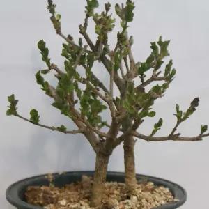 미스킴 라일락 미니 묘목 나무 분재 향기나는식물 책상 화분