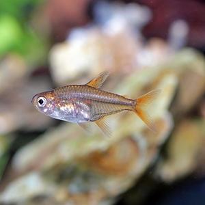 티아쿠아 열대어 엠버 테트라 5마리 관상어