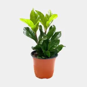 천냥금 소형 관엽식물 실내 공기정화 인테리어 식물 플랜테리어