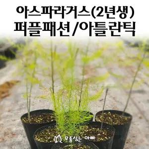 [모종심는아빠] 아스파라거스 모종 2년생 랜덤발송