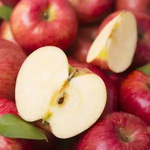 충주 사과 2.5kg(12과 내)