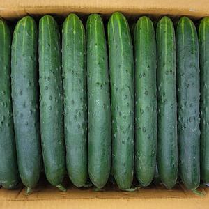 국내산 청오이 취정오이 2kg(7~9개) 특품 만족도1위