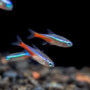 나나아쿠아 열대어 네온 테트라 5마리