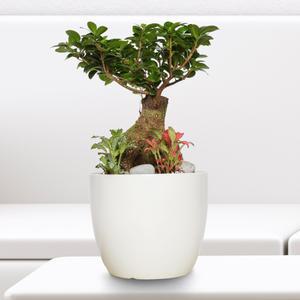 개업화분 (인삼팬더_45cm내외) 인테리어 식물 사무실 승진 개업 축하 이전 집들이 개원 카페 i-0450